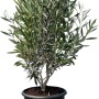 Winterharter Olivenbaum Olea Europaea im Topf, ca. 80-100 cm hoch.
