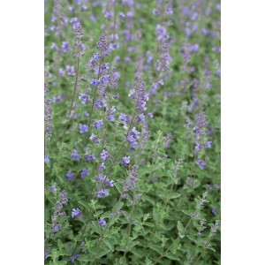 Blühende Katzenminze 'Kit Cat' (Nepeta X Faassenii) im 9x9 cm Topf. Blaue Blüten und grünes Laub.