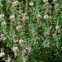 Englische Wasserminze - Mentha cervina