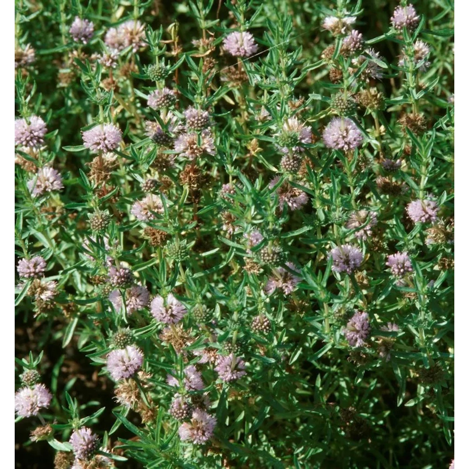 Englische Wasserminze - Mentha cervina