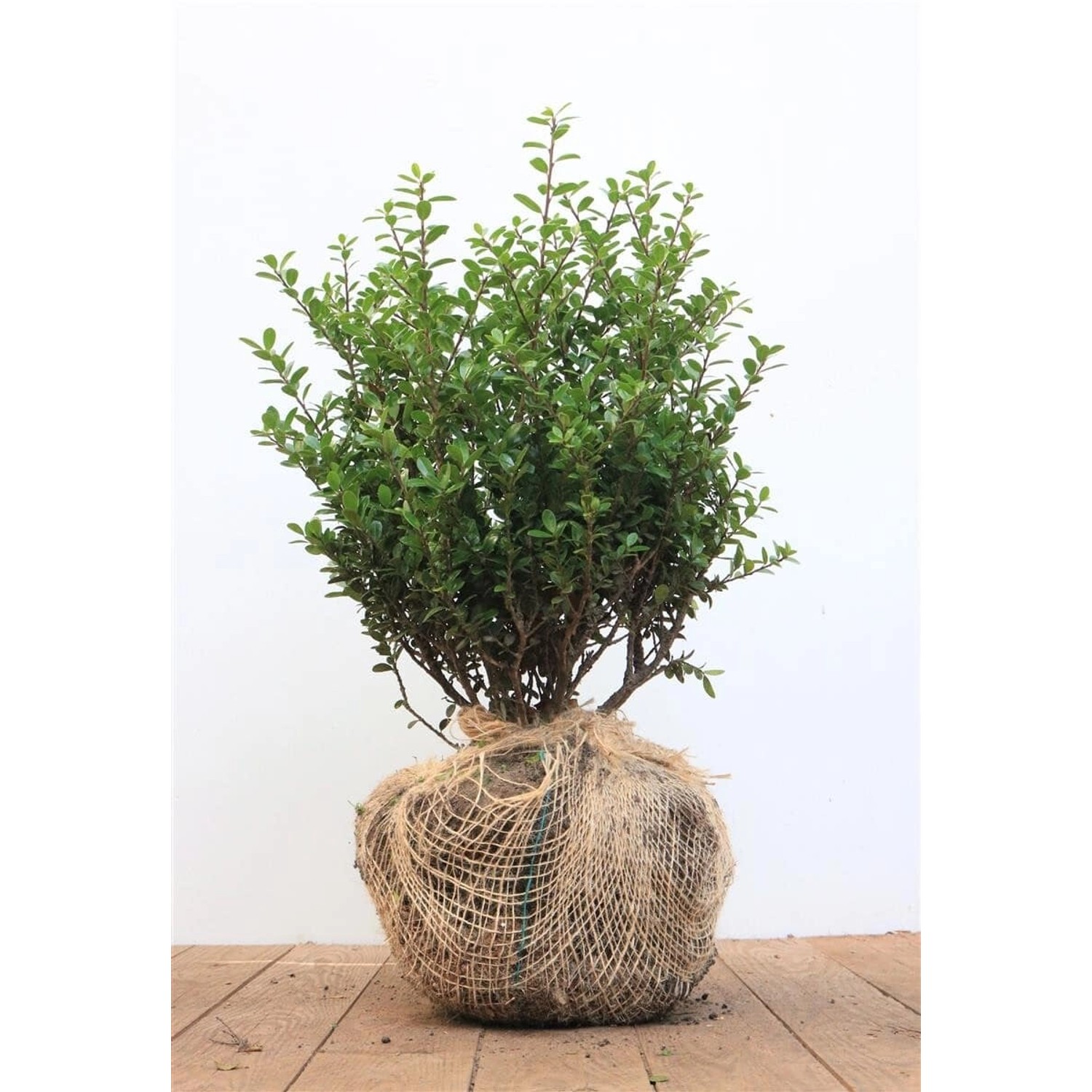 Ilex crenata 'Dark Star' 40-50 cm günstig online kaufen