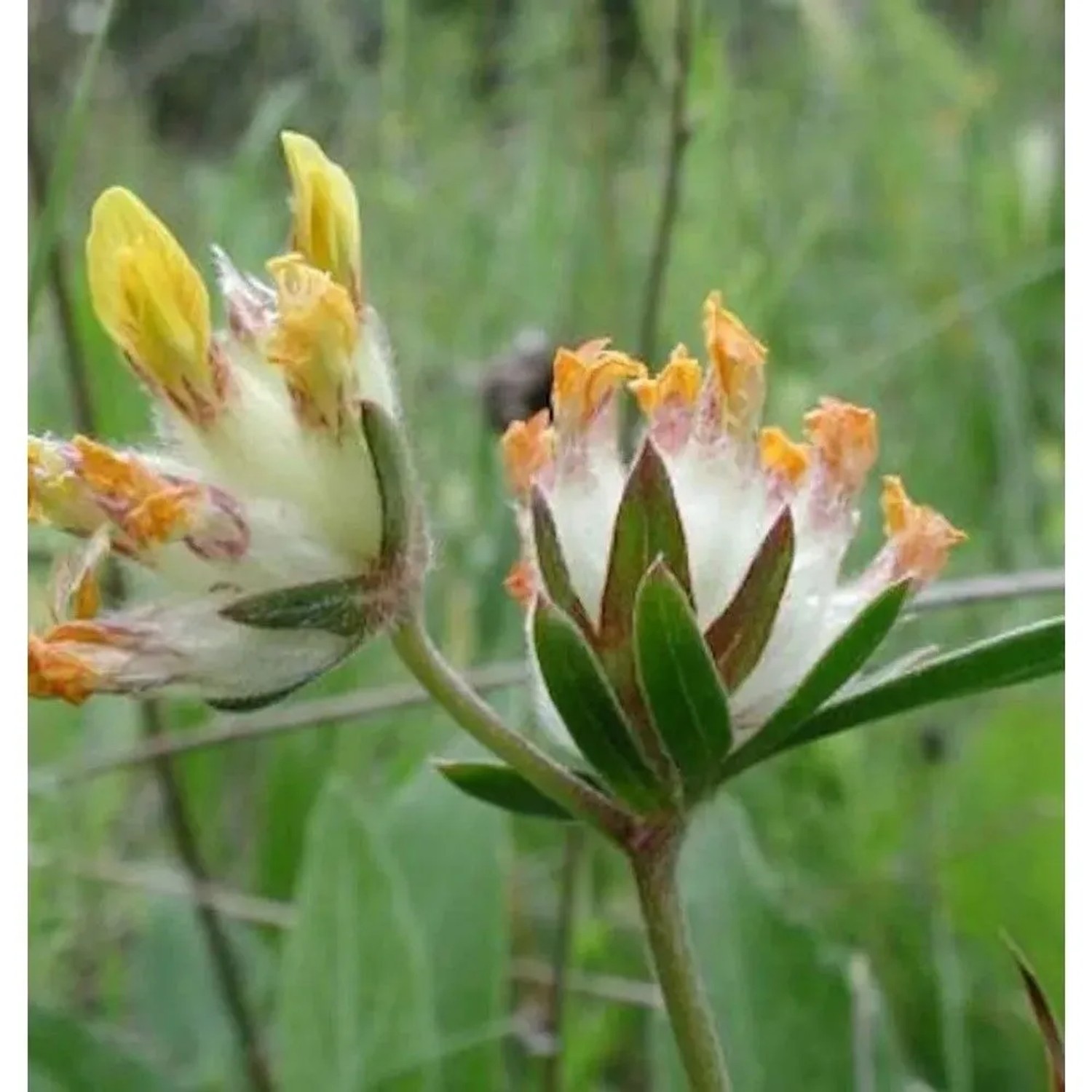 Echter Wundklee - Anthyllis vulneraria