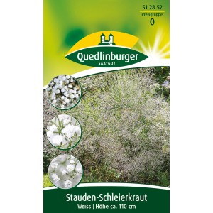 Quedlinburger Stauden-Schleierkraut Weiß, Blumensamen für Beet und Rabatten.