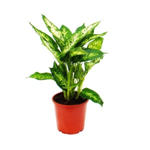Dieffenbachia Compacta im 17cm Topf. Exotische Zimmerpflanze mit grün-weiß gemusterten Blättern.