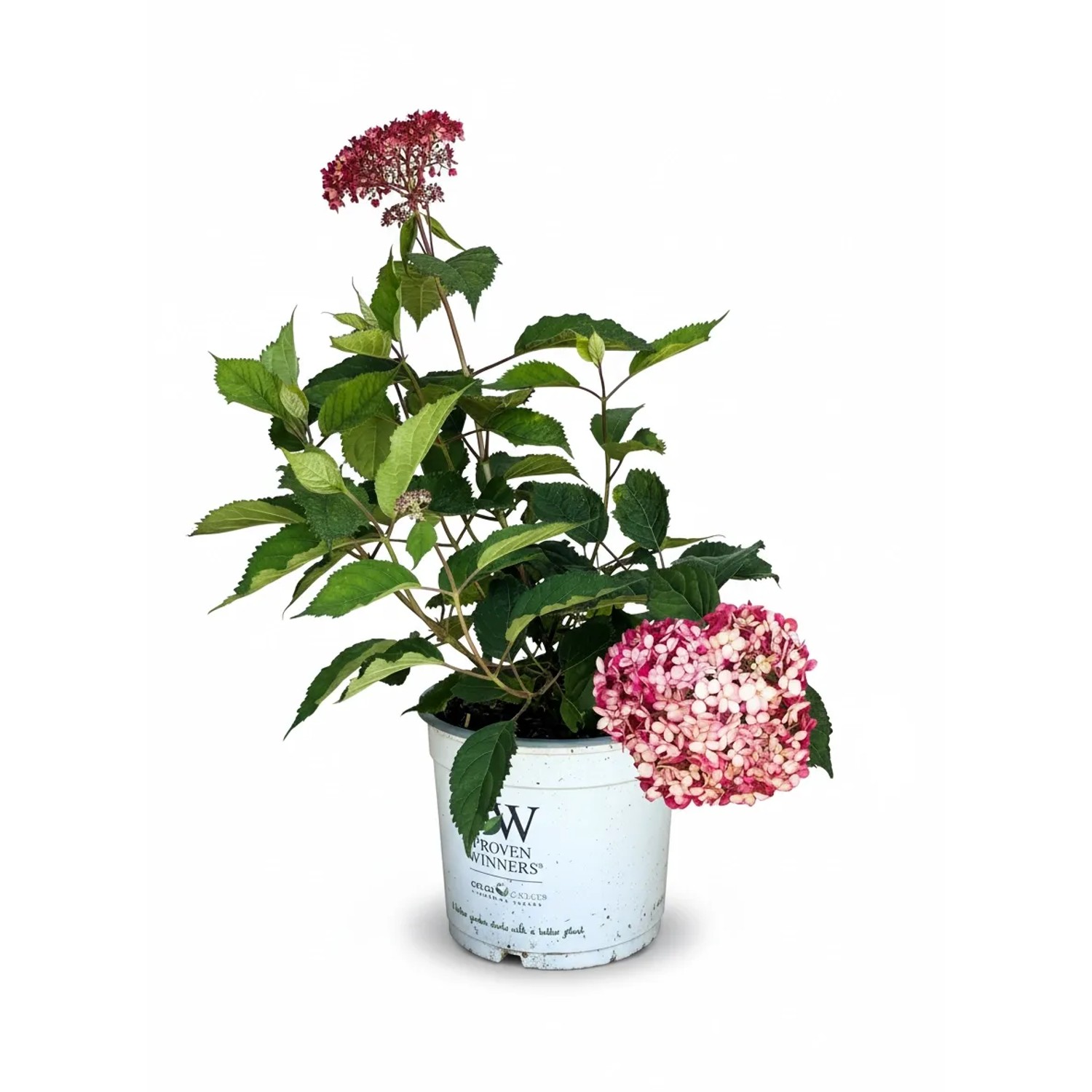 Baumfink Schneeballhortensie Pink Annabelle als Topfpflanze 40-60cm