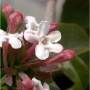 Nahaufnahme der zarten, weißen Blüten der Koreanischen Abelie (Abelia mosanensis).