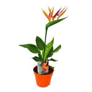 Exotenherz Strelitzie im 12cm Topf mit künstlicher Blüte in Orange und Lila.