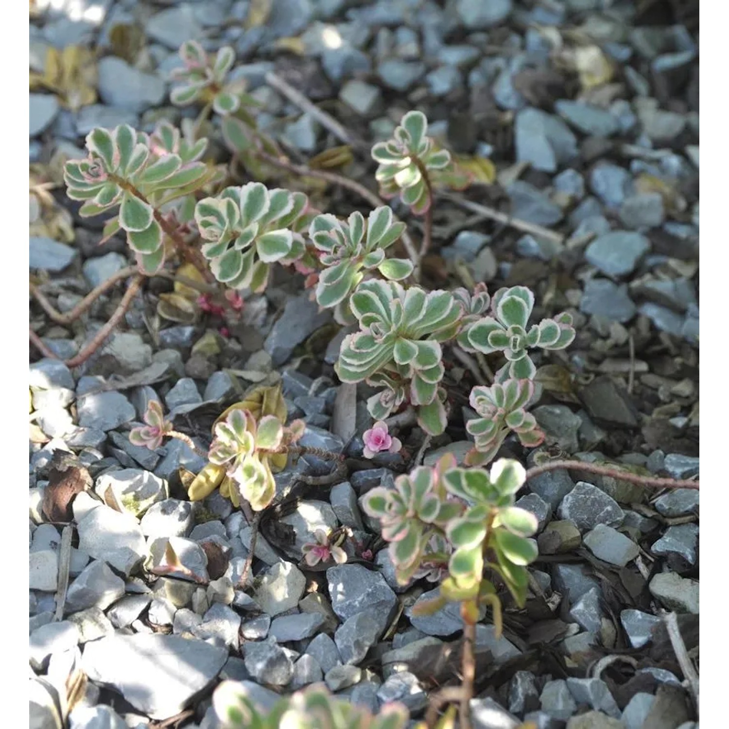 Kaukasus Asienfetthenne Tricolor - Sedum spurium