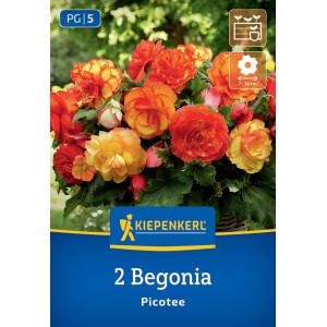Kiepenkerl Knollenbegonie Picotee