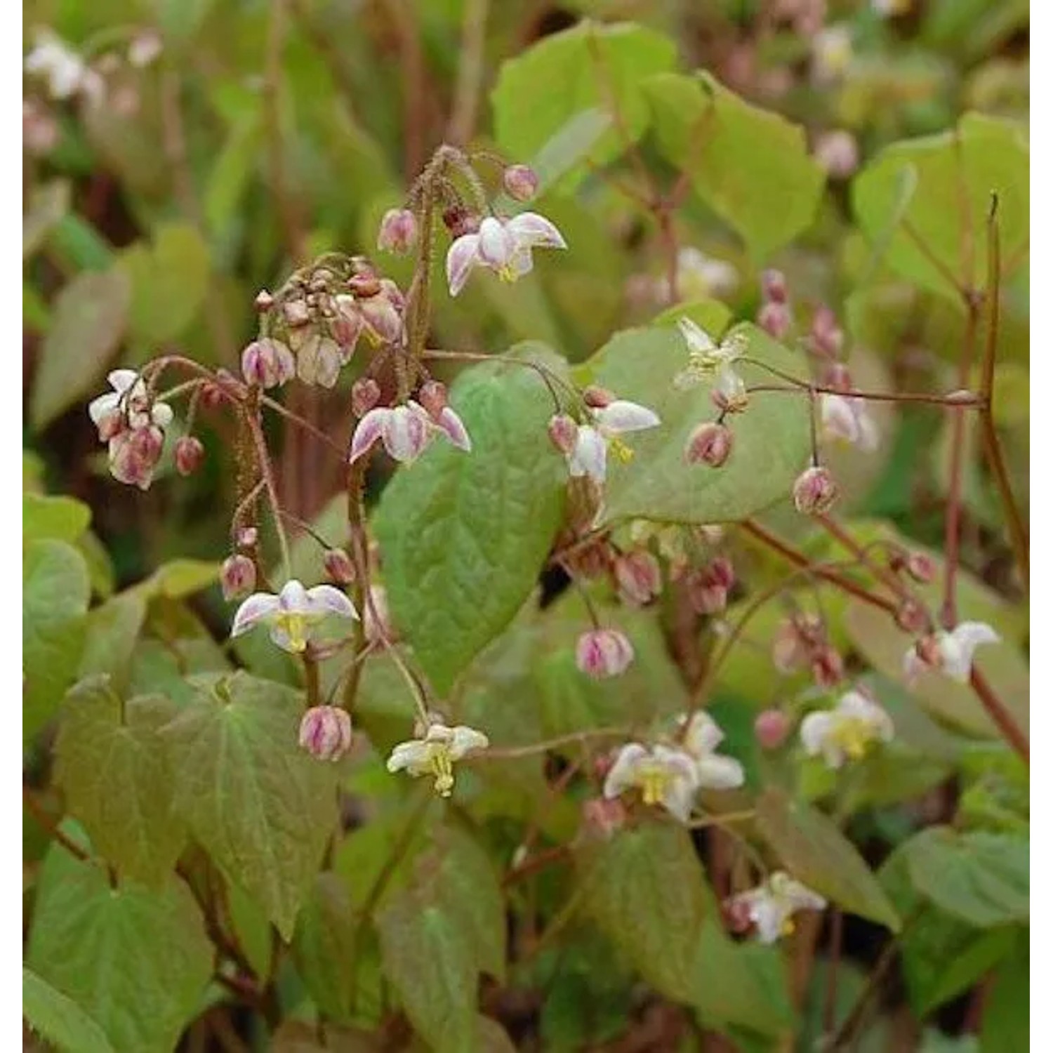 Flaumige Elfenblume - Epimedium pubigerum