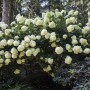 Rispenhortensie 'Phantom' mit cremeweißen Blüten im Garten, 40-60 cm hoch.