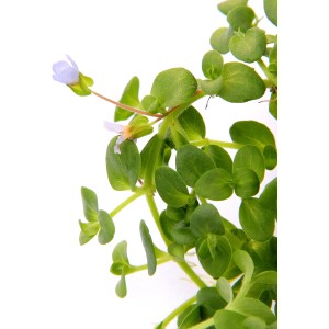 Dennerle Plants Aquariumpflanze Bacopa Australis mit kleinen, helllila Blüten.