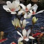 Blühende Magnolie 'Sunrise' (60-80cm) mit cremeweißen Blüten und rosa Akzenten vor Teich.