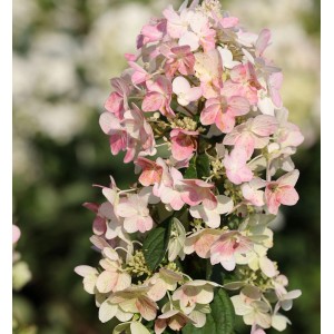 Rispenhortensie 'Confetti', 40-60cm, mit zarten rosa-weißen Blüten. Strauch für Garten und Beet.