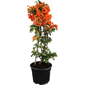 Feuerdorn 'Orangene Beeren' im Topf, ca. 50-60 cm hoch. Immergrüne Pflanze mit leuchtend orangefarbenen Beeren.