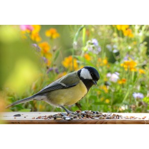 Kohlmeise frisst Streufutter (20 kg Beutel) vor blühendem Hintergrund.