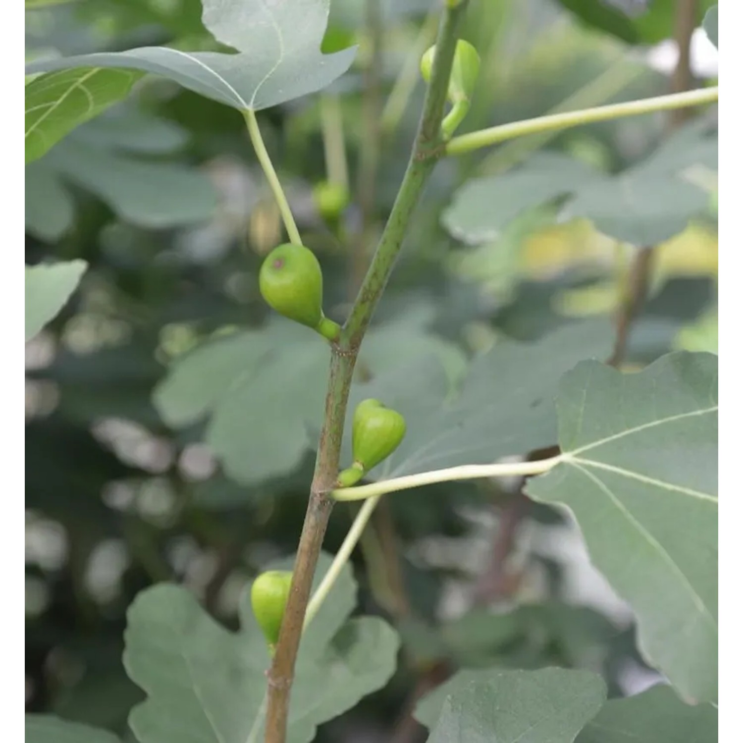 Hochstamm Echter Feigenbaum 60-80cm - Ficus carica