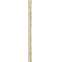 OBI Harlekinweide Hakuro Nishiki Stämmchen im Topf, ca. 80-100 cm hoch, mit grün-weiß panaschiertem Laub.