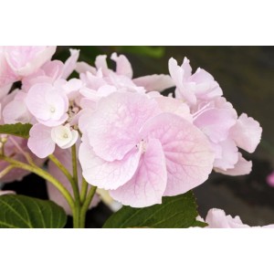 Nahaufnahme einer rosa Bauernhortensie (Hydrangea Mac.) mit grünen Blättern.