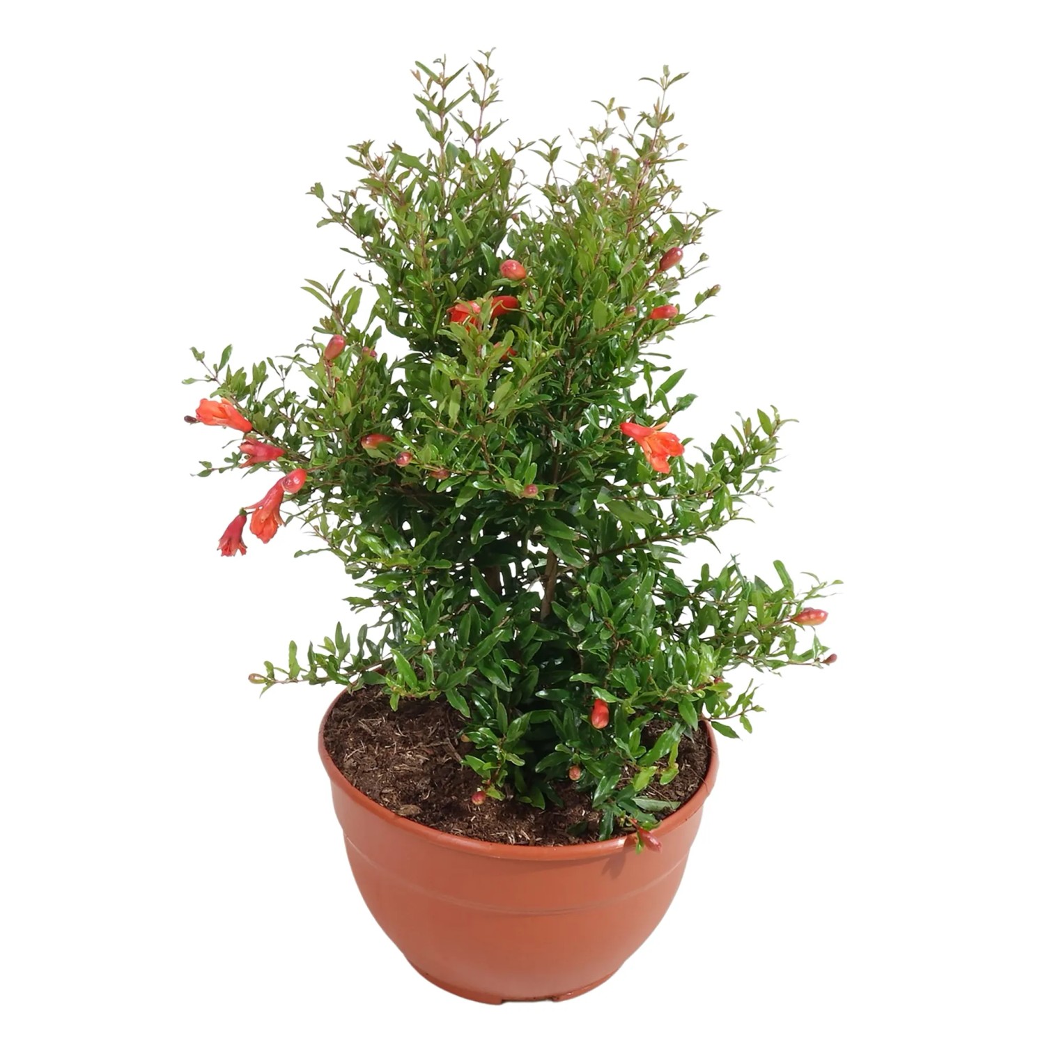 Punica Granatapfelbaum Busch fr Balkon & Terrasse 30-50 cm  25 cm kaufen  bei OBI