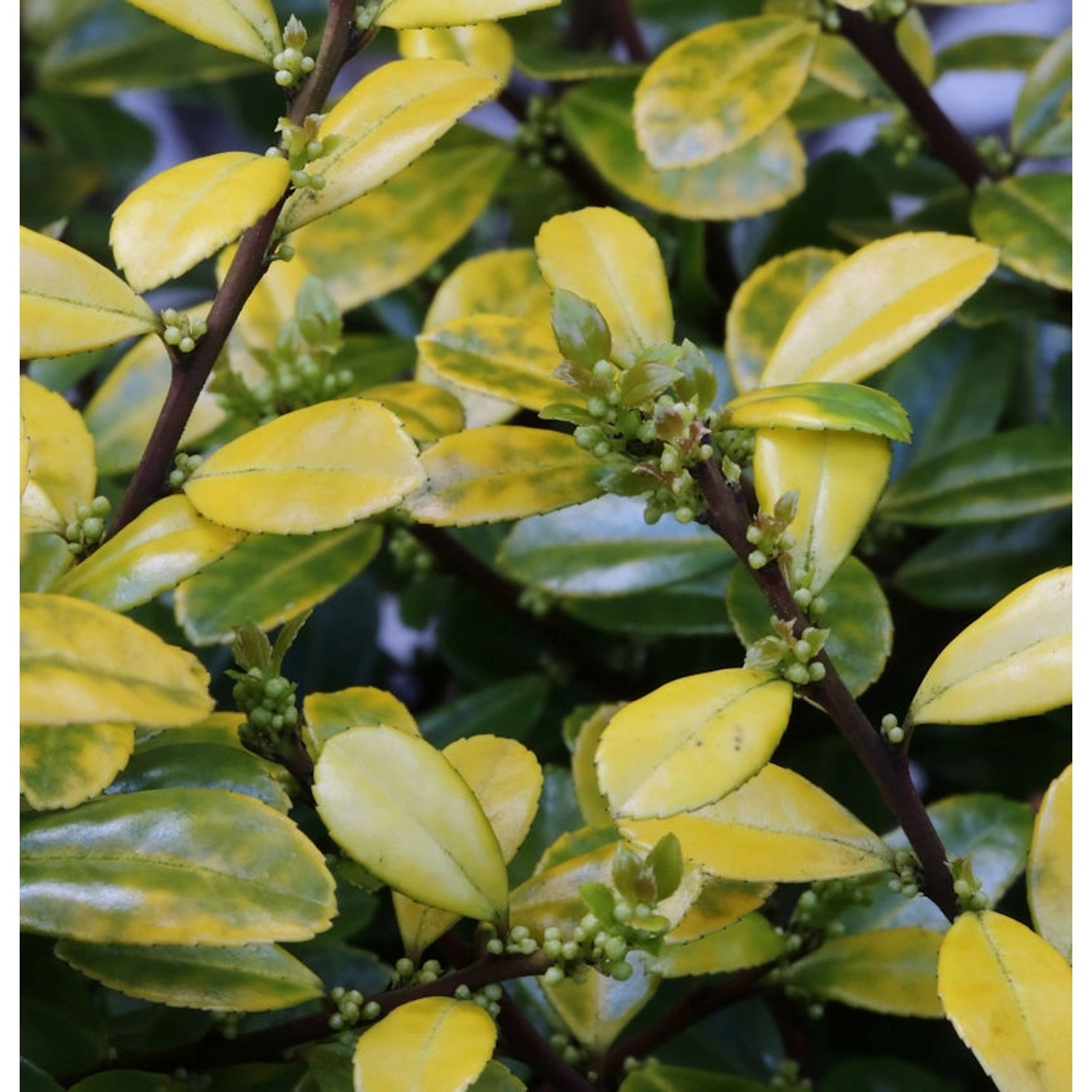 Kegelschnitt Bergilex Stechpalme Golden Rock 50-60cm - ilex crenata günstig online kaufen