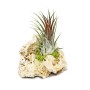 Exotenherz Tillandsie auf Sansibar-Rock, ca. 8-12cm, eine dekorative Bromelie.