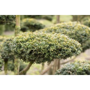Gelbe Eibe 'Dovastonii Aurea' (Taxus baccata), 125-150 cm, im Garten. Immergrüner Strauch mit goldgelben Nadeln.