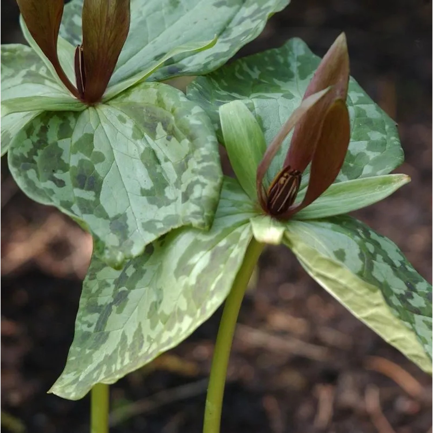 Braunblütige Waldlilie - Trillium sessile