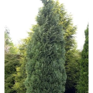 Blaue Säulenzypresse (Chamaecyparis lawsoniana) mit säulenförmigem Wuchs im Garten.