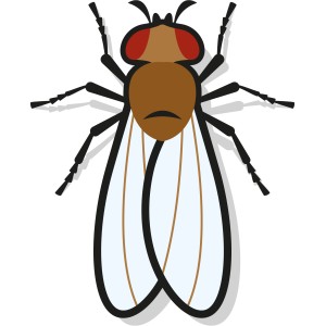 Illustration einer Fruchtfliege für Nexa Lotte Fruchtfliegenfalle.