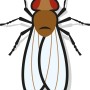 Illustration einer Fruchtfliege für Nexa Lotte Fruchtfliegenfalle.
