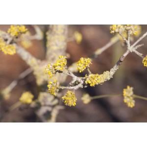 Nahaufnahme der gelben Blüten der Kornelkirsche (Cornus Mas Jolico) an einem Ast.