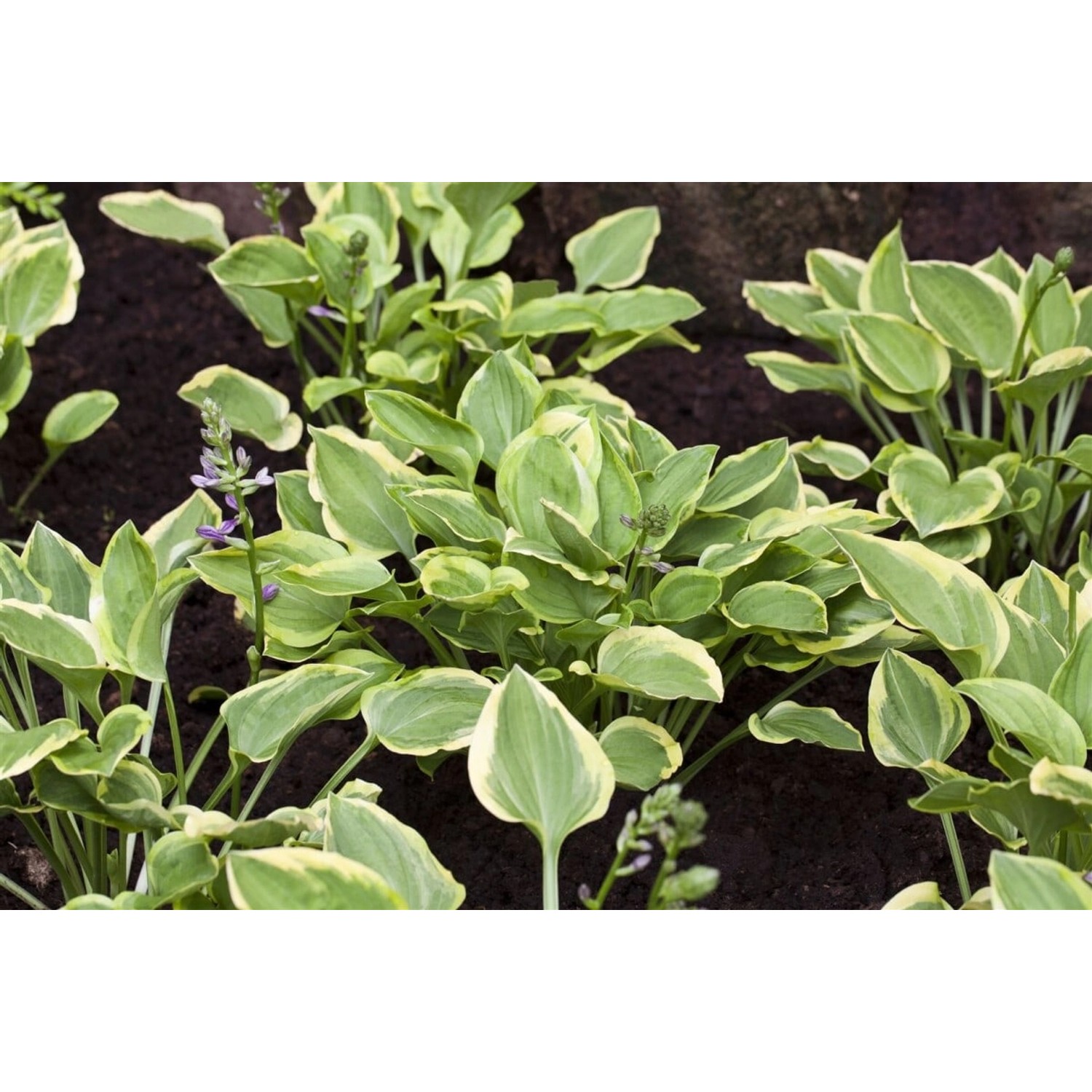 Hosta Nakaiana Golden Tiara Funkie Ca. 11x11 cm Topf günstig online kaufen