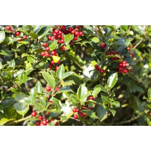 Immergrüne Ilex aquifolium 'Alaska' Heckenpflanze mit roten Beeren und glänzenden Blättern.