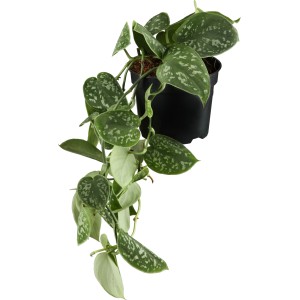 Efeutute (Scindapsus) im Topf, verschiedene Sorten mit grün-silbrigen Blättern.