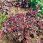 Heuchera 'Cappuccino' Silberglöckchen im Topf, bronzefarbene Blätter und cremeweiße Blüten.