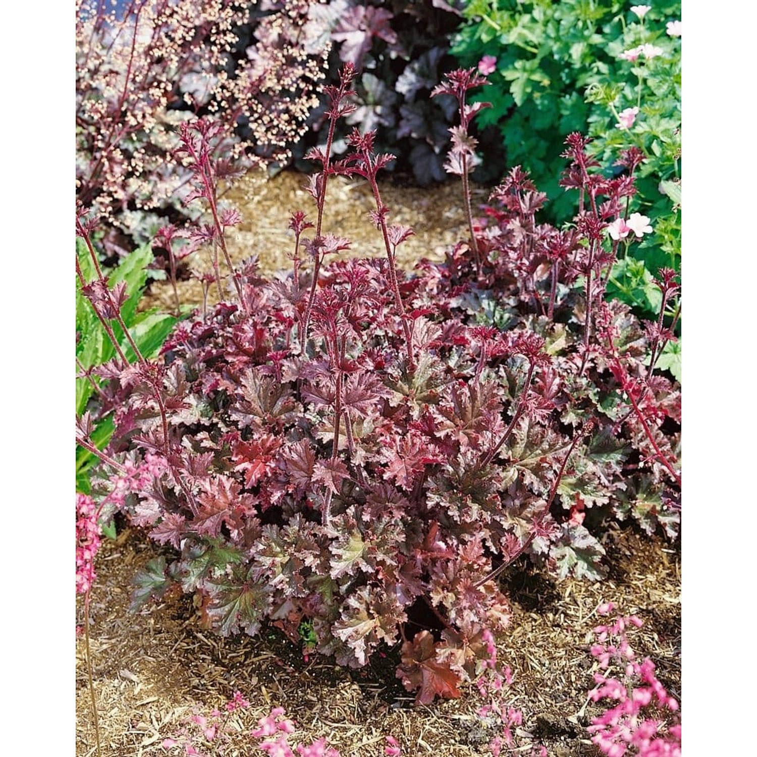 Heuchera Micrantha Cappuccino Silberglöckchen Ca. 11x11 cm Topf günstig online kaufen