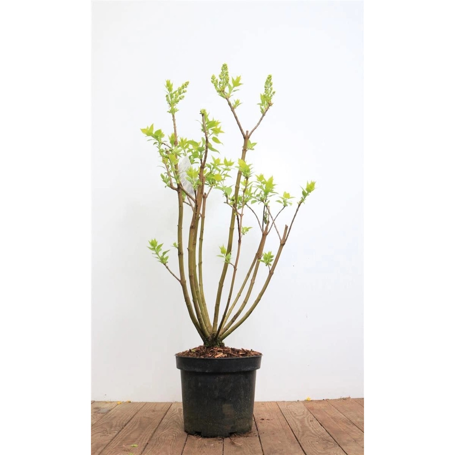 Syringa Vulgaris Flieder Mme Lemoine 40-60 cm günstig online kaufen