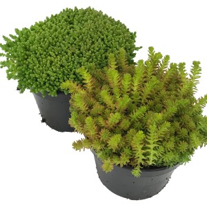 Zwei Töpfe mit grünem, scharfem Mauerpfeffer (Sedum) im 12 cm Topf.