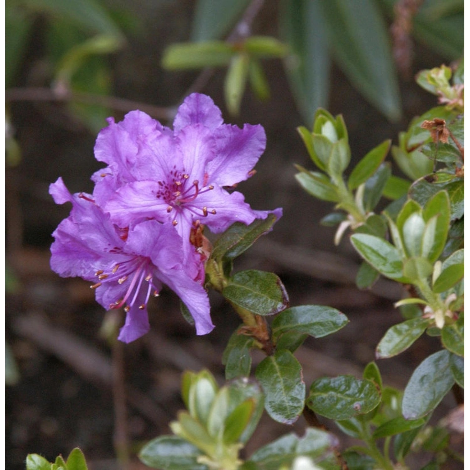 Zwerg Rhododendron Chamaeunum 30-40cm - Rhododendron saluenense günstig online kaufen