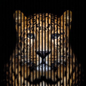 FN Acustico Akustikplatte Leo mit Leopardenmuster, geeignet zur Schallabsorption und als Dekoration.