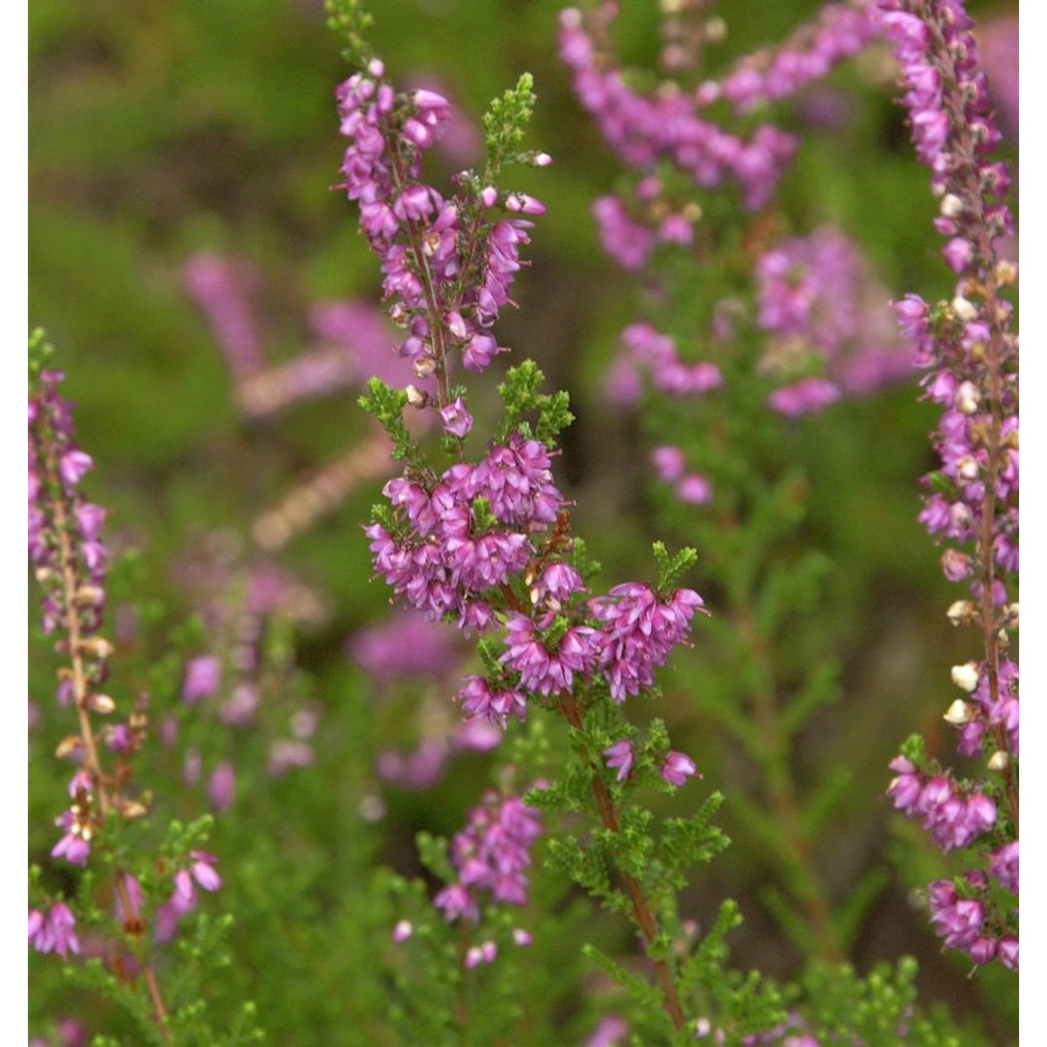 10x Besenheide Carmen - Calluna vulgaris günstig online kaufen