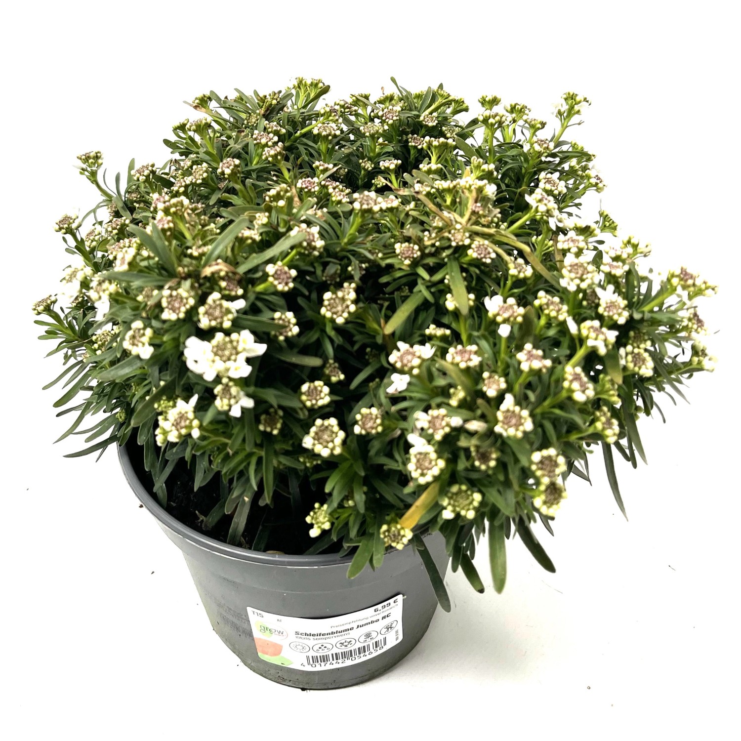 GROW by OBI Immergrüne Schleifenblume Jumbo RC Höhe 22 cm Iberis