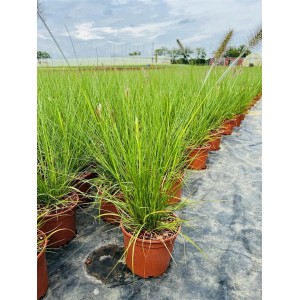 Pennisetum 'Hameln' Lampenputzergras im 2L Topf, grüne Halme mit Blütenständen.