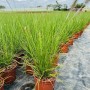 Pennisetum 'Hameln' Lampenputzergras im 2L Topf, grüne Halme mit Blütenständen.