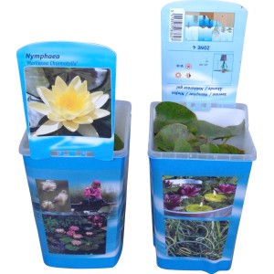 Gelbe OBI Seerose (Nymphea) im Topf, ideal für den Gartenteich. Blüht ab Juni.