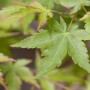 Nahaufnahme der grünen Blätter des Acer Palmatum Sangokaku, auch bekannt als Japanischer Ahorn.