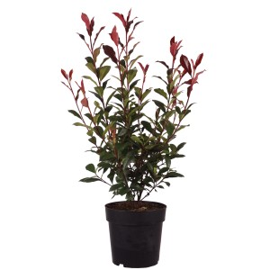 Glanzmispel Carré Rouge im Topf, ca. 50-60 cm hoch, mit roten und grünen Blättern.
