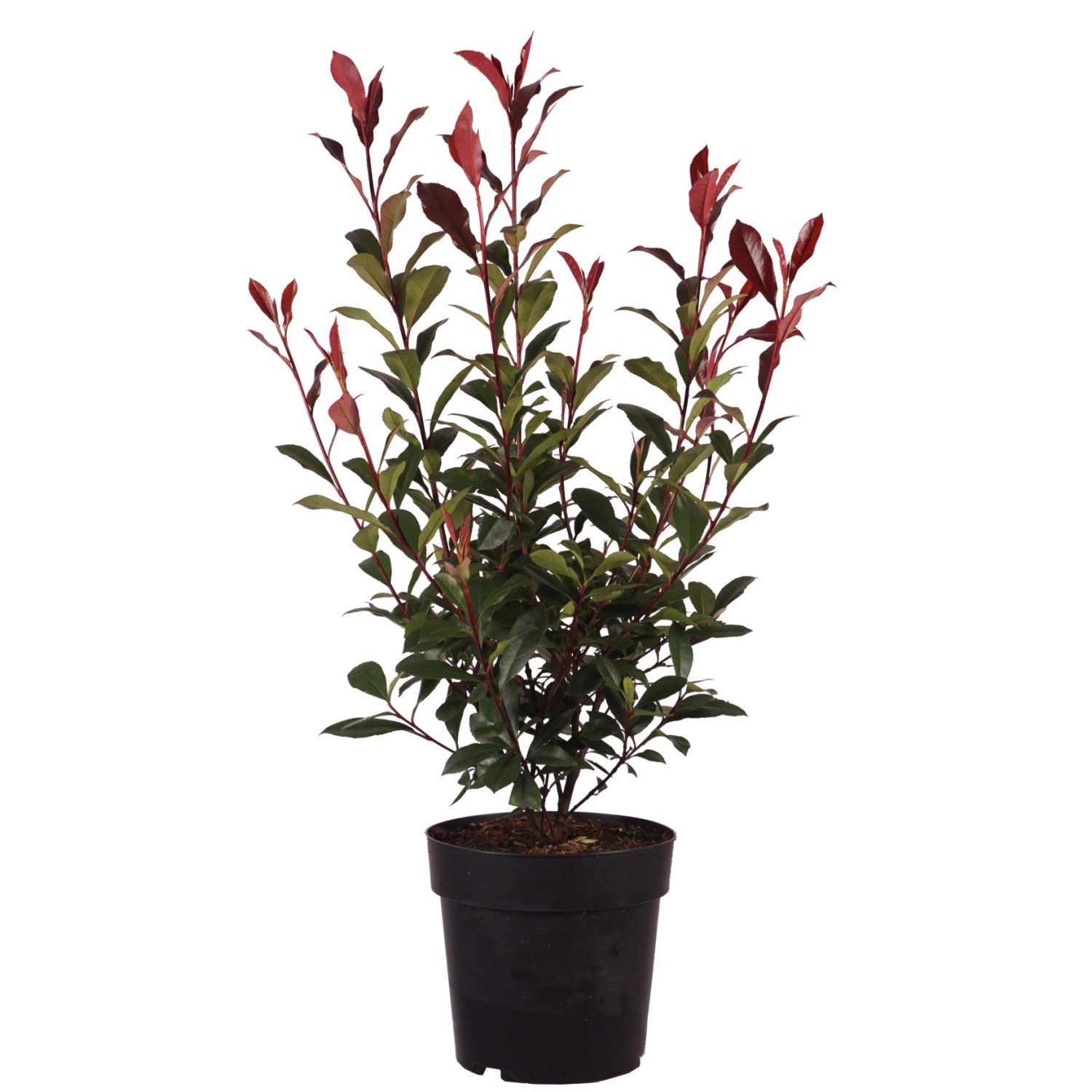 Glanzmispel Carré Rouge Höhe ca. 50-60 cm Topf ca. 6 l Photinia fraseri günstig online kaufen