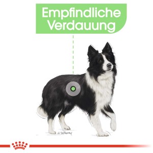 Illustration eines Hundes mit empfindlicher Verdauung, Produkt: Royal Canin Digestive Care Medium Trockenfutter.